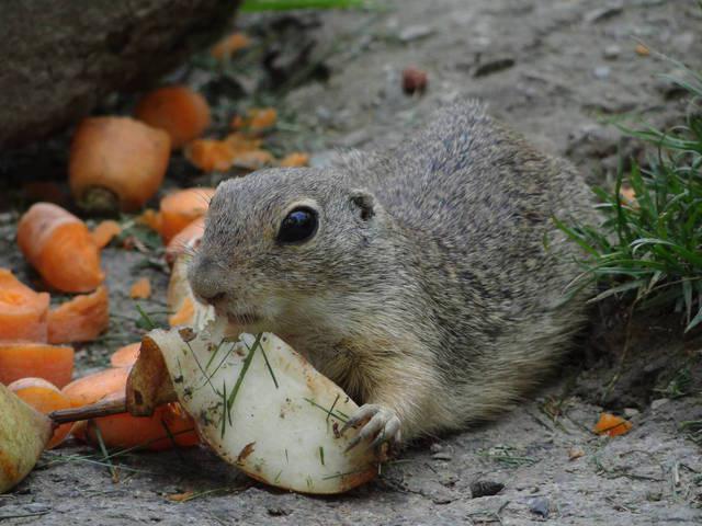 Trávnatý gopher: popis zvířete