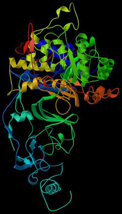 Protein-enzym: role, vlastnosti, funkce protein-enzymů v těle