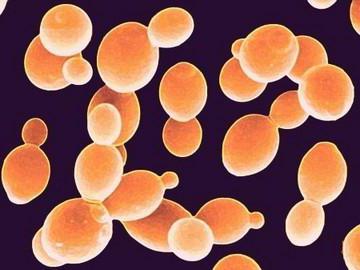 Biochemie enzymů. Struktura, vlastnosti a funkce