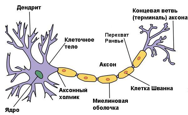 centrální periferní autonomní nervový systém 