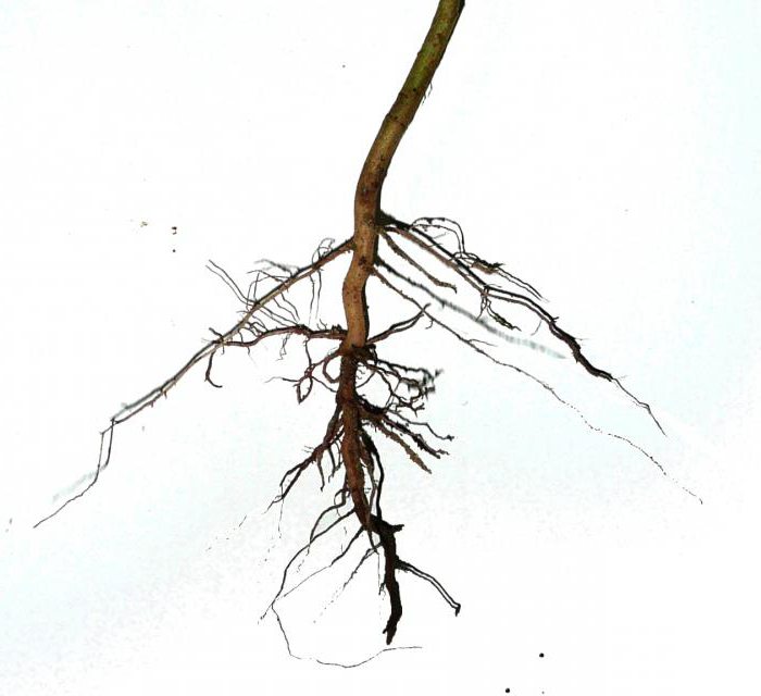 jaké rostliny kmen kořenový systém