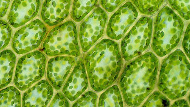 Struktura rostlinných a živočišných buněk: podobnosti a rozdíly