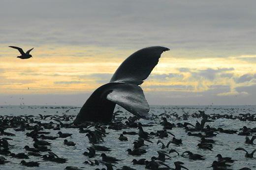 Bay of Bristol: popis, rysy, fotografie