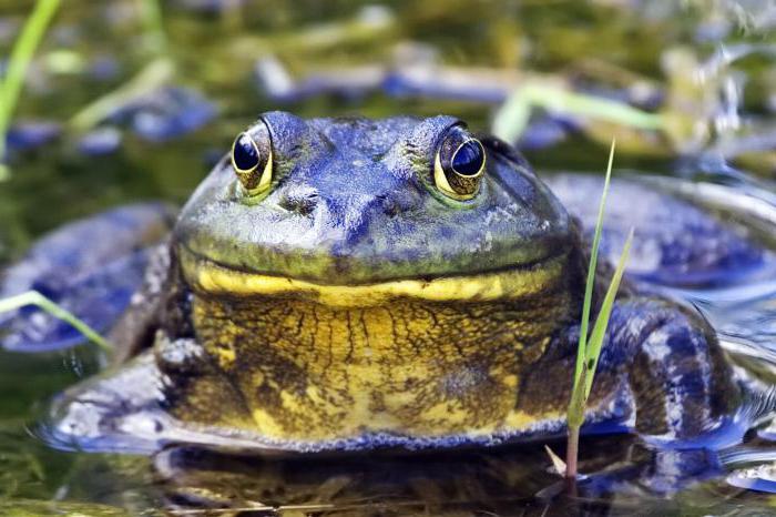 Význam a rozmanitost obojživelníků v přírodě