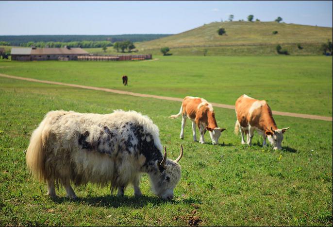 Safari Park Lipetská oblast Foto