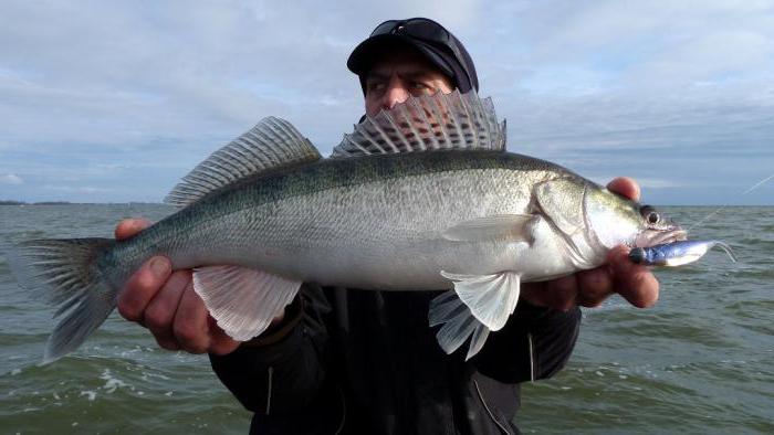 Kaliningradský záliv: lov ryb