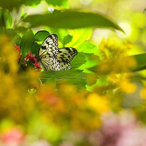 Objektiv Canon EF 135 mm f / 2L USM pro ztělesnění jedinečných nápadů na fotografování