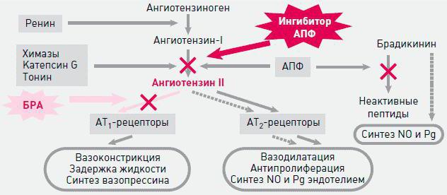 Angiotenzin-renin-aldosteronový systém: schéma, funkce a jeho role