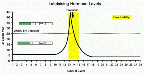 luteinizační hormon je normální u žen v den 2 cyklu