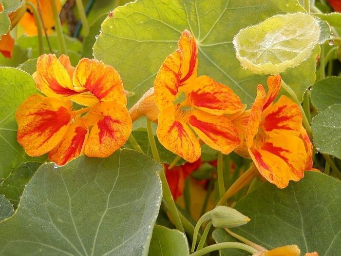 Nasturtium. Užitečné vlastnosti rostliny