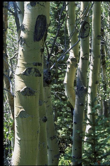 Aspen. Hojivé vlastnosti jedinečného stromu