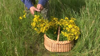 Aplikace St. John's Wort