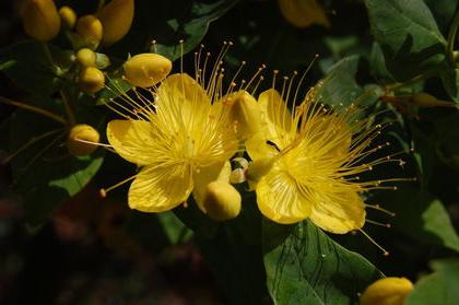 Hypericum: použití k léčbě 